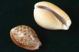 �J�����_�J��