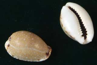 �i�V�W�_�J��