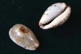 ���_�J��