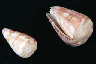 �n���V���K�C