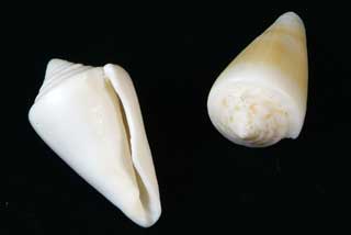 ���V�P�C��