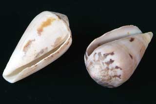 �x�b�R�E�C��