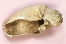 �C���J��