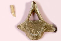 �o���h�E�C���J