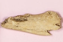 �I�b�g�Z�C