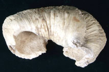 �N�W����