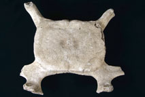 �N�W����