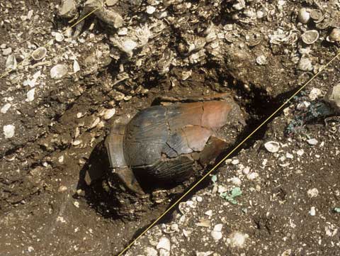 堀之内1式深鉢形土器