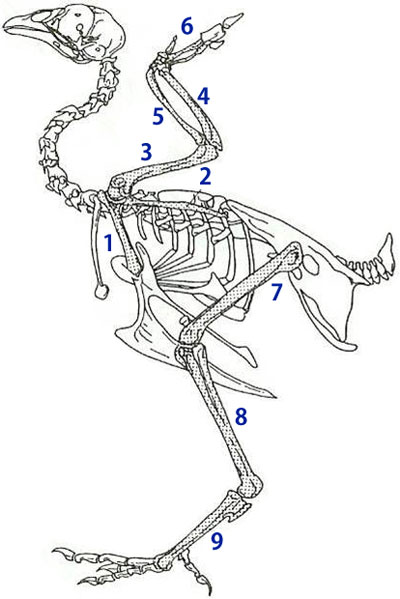 鳥類骨格