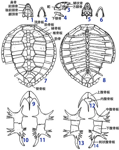 ウミガメ骨格