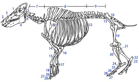 イノシシ骨格