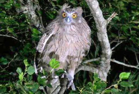 シマフクロウ