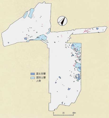 祇園原貝塚 縄文貝層と人骨の分布