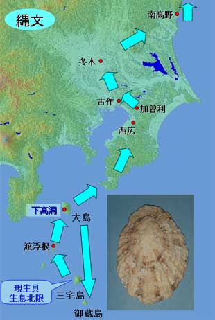 縄文時代オオツタノハ運搬経路