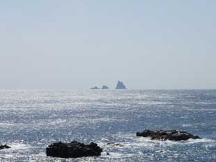 伊豆諸島の海にオオツタノハを求める