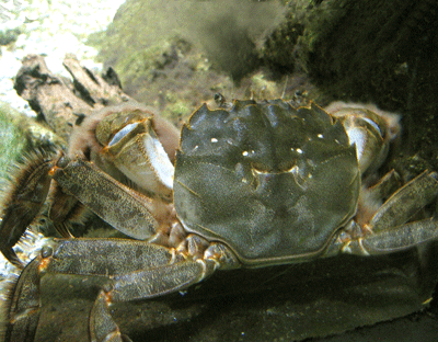 ���N�Y�K�j