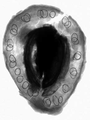 �品�� X���ʐ^